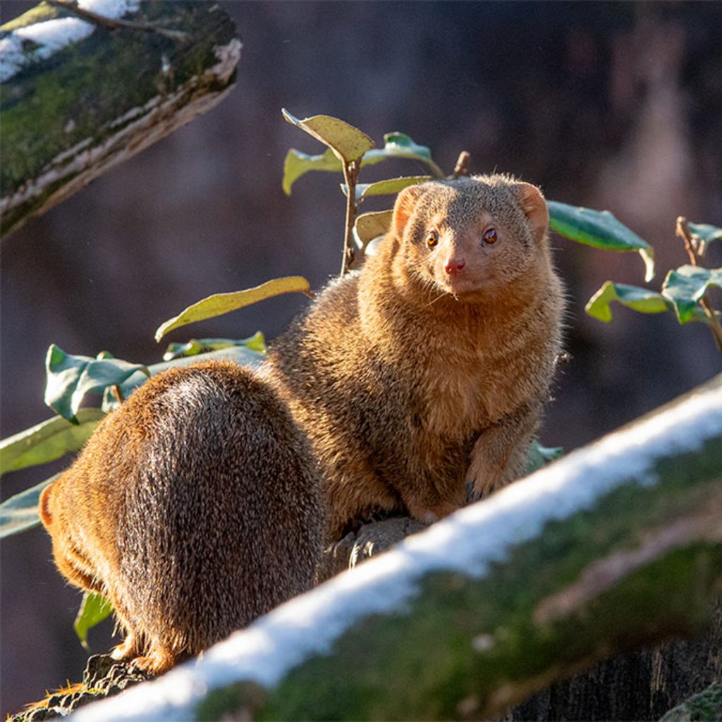 Zwerkmanguste im Winter auf einem ©I C Uart Frank Latz