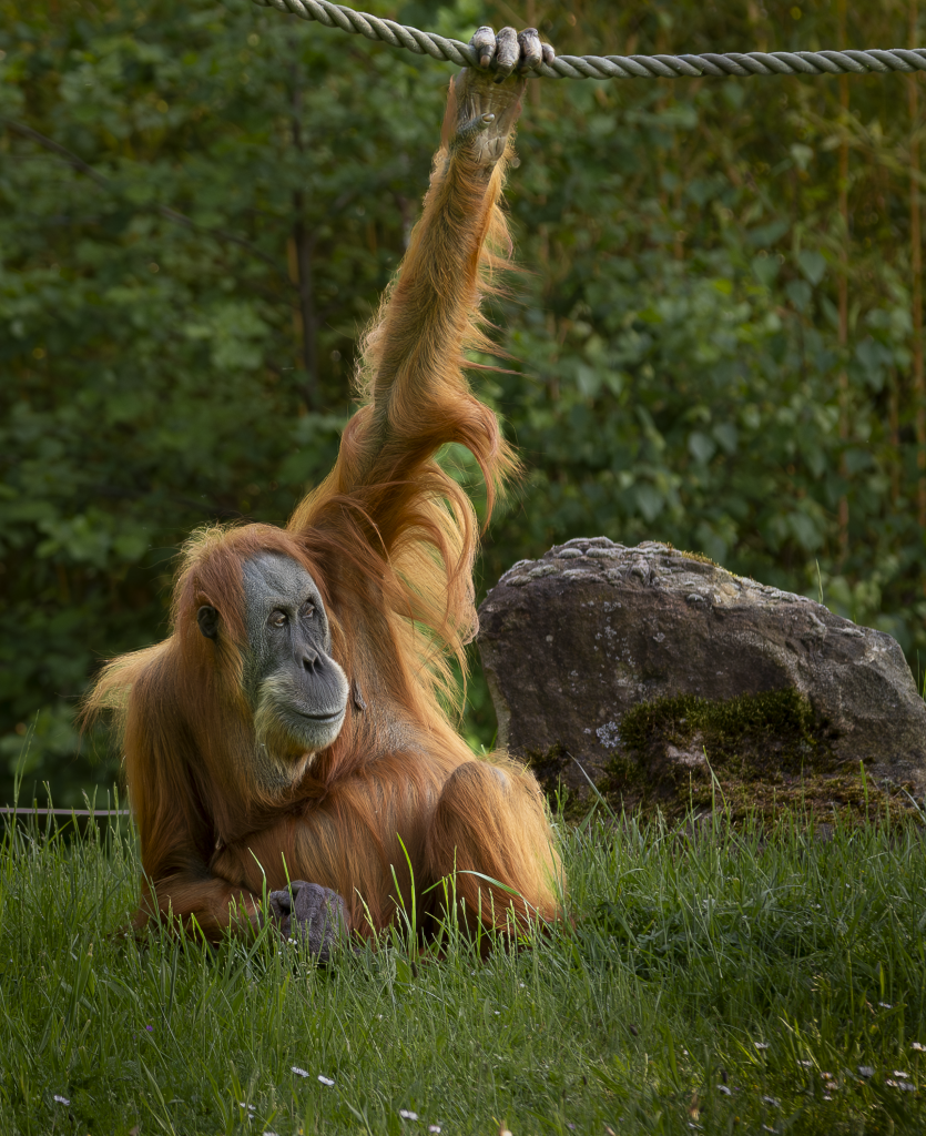Orang Utan in der ZOOM Erlebniswelt Gelsenkirchen ©ICUart Frank Latz
