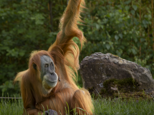 Orang-Utan Foto ICUart Frank Latz