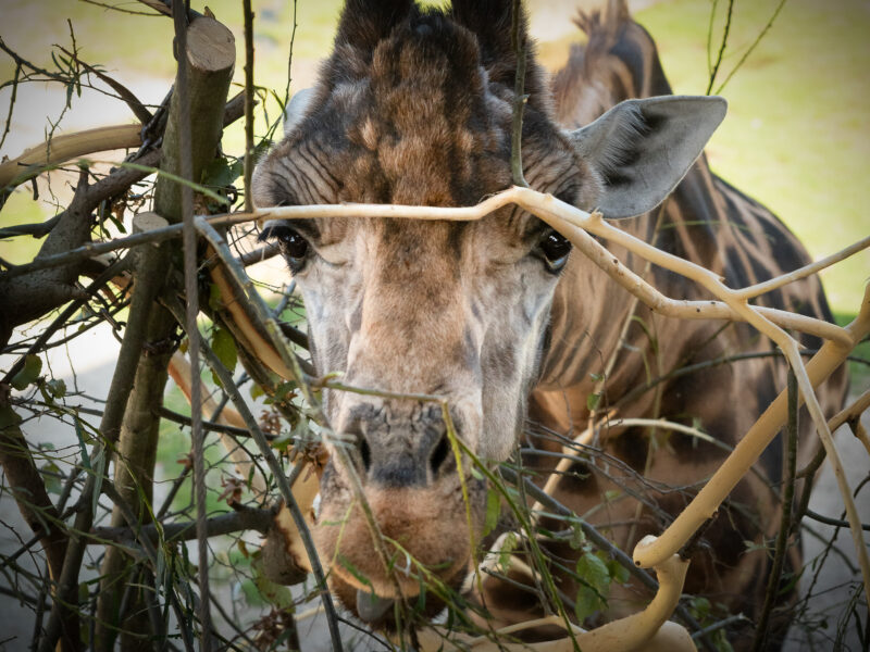 ZOOM Erlebniswelt - Tiere natürlich fotografieren mit Frank ICUart