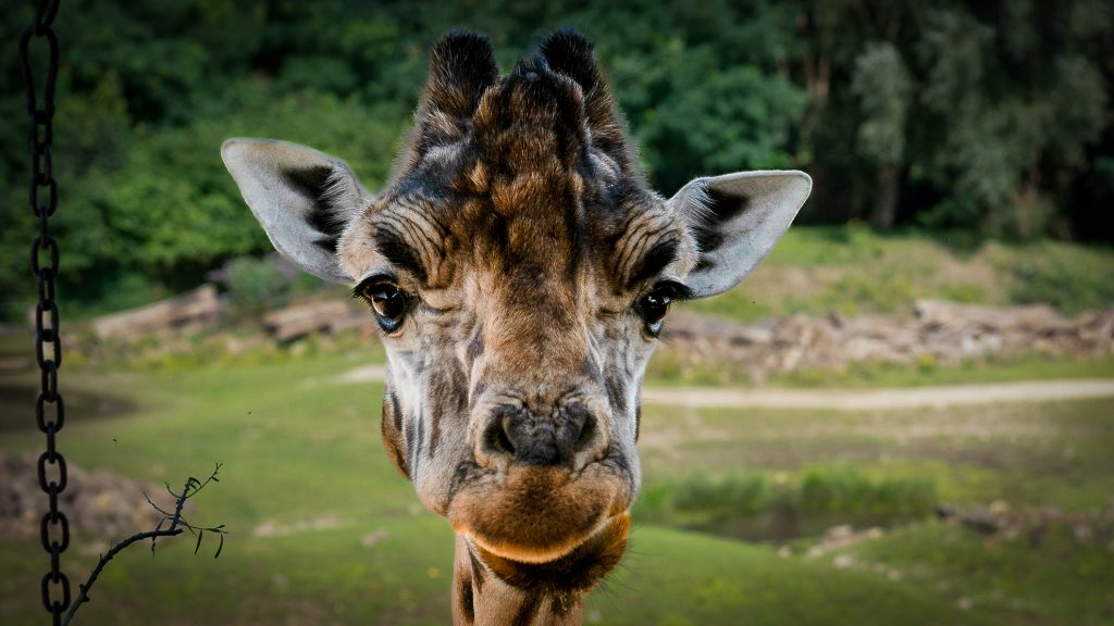 ZOOM Erlebniswelt Foto-Safari mit Frank ICUart