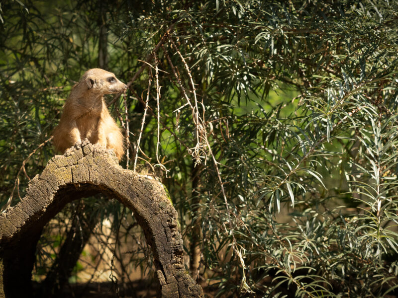 Foto-Kurs: ZOOM Erlebniswelt Gelsenkirchen - Tierfotografie mit Frank ICUart