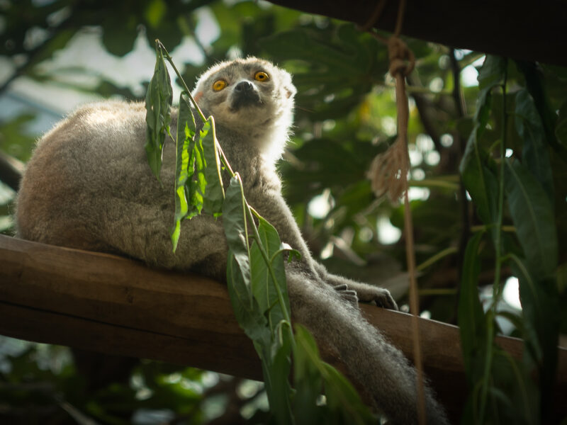 ZOOM Erlebniswelt . die Liebe fuer die Tierfotografie lernen mit Frank ICHart
