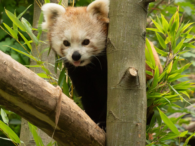 Foto-Safarie ZOOM Erlebniswelt mit Frank ICHart