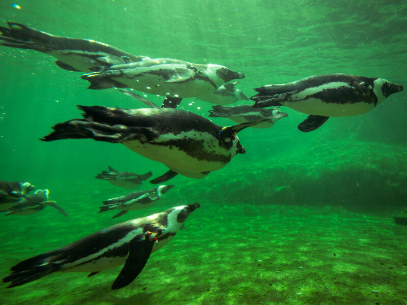 Spiegelungen Workshop, ZOOM Erlebniswelt mit Frank ICUart