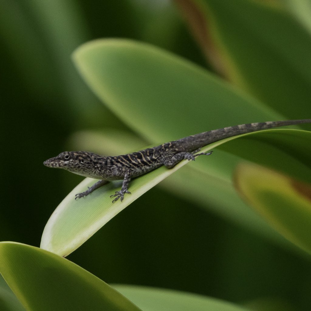 Eidechse auf einem Blatt Foto ICUart Frank Latz