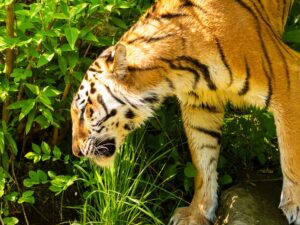 safari zoom erlebniswelt ICUart Frank Latz