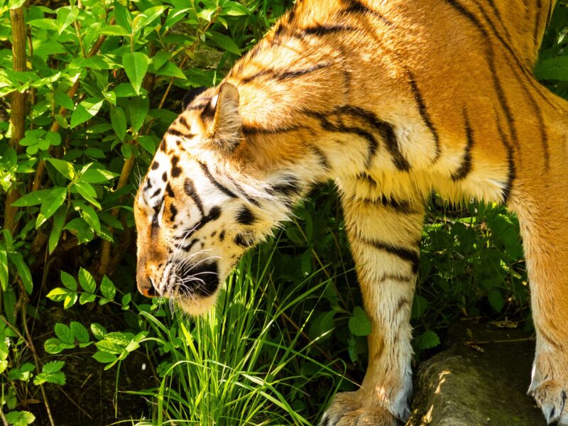 safari zoom erlebniswelt ICUart Frank Latz