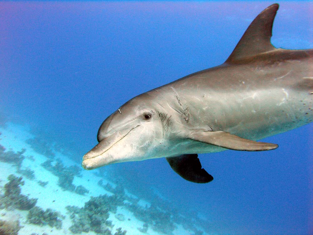 Dolphin beim OWD, ICUart Frank Latz