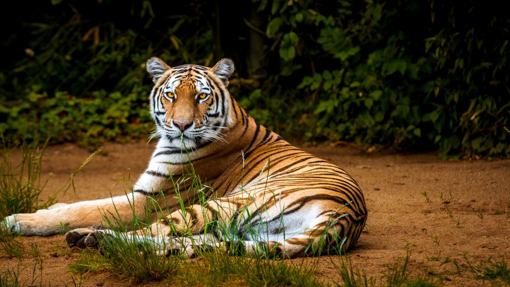 Intensiv Workshop ZOOM Erlebniswelt ICUart Frank Latz