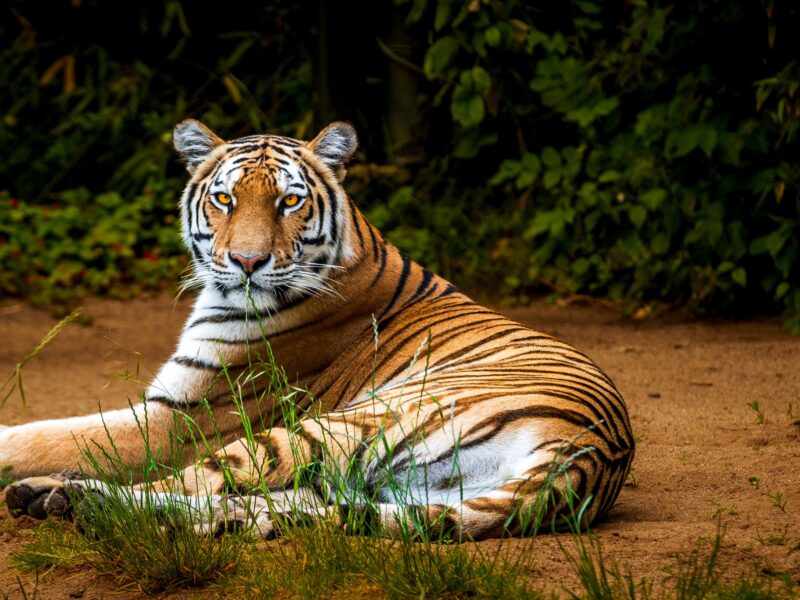 Intensiv Workshop ZOOM Erlebniswelt ICUart Frank Latz