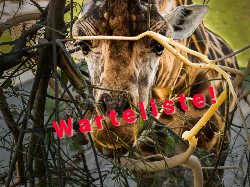 Warteliste Girraffe beim fressen ZOOM Erlebniswelt