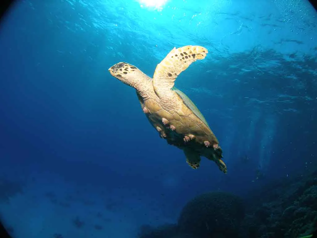 Online-Workshop & Bildgestalltung