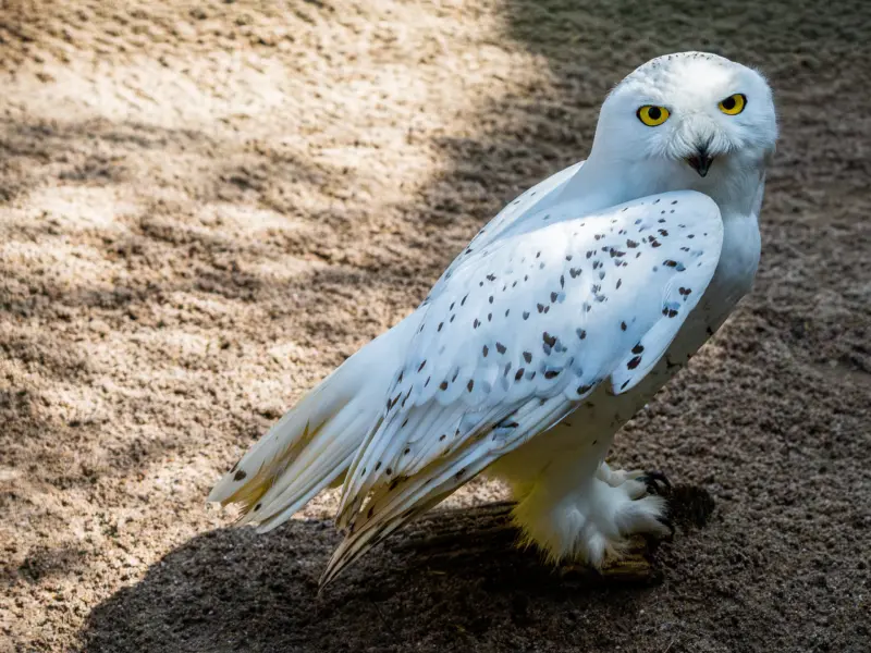 Schneeeule in der ZOOM Erlebniswelt. Einstieg in die Tierfotografie mit Frank von I C Uart®