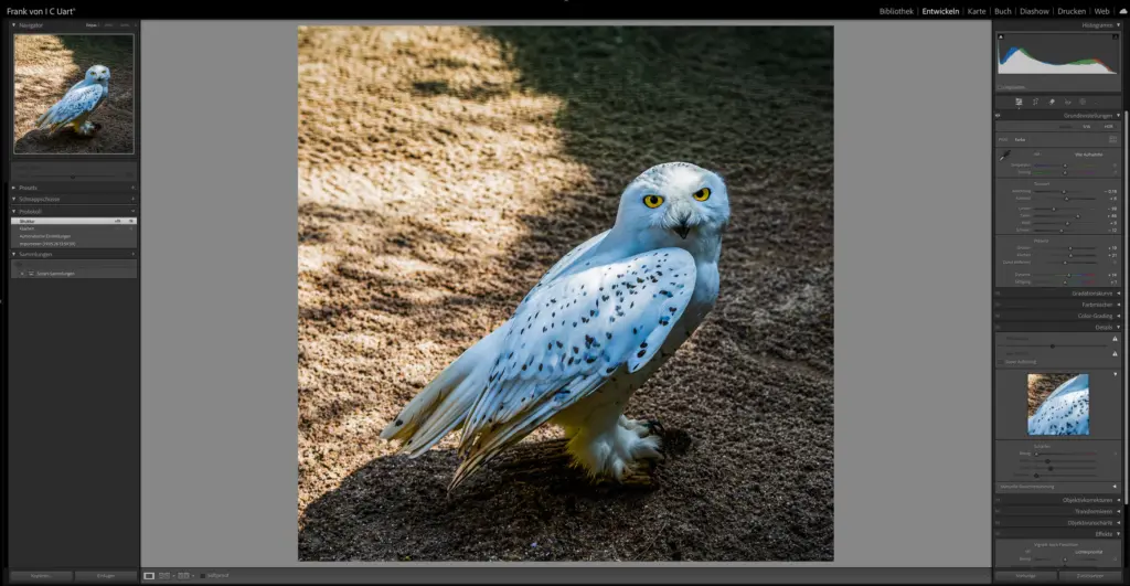 Tierfotografie Nachbearbeitung: Eine Schnee-Eule im Lightroom-Entwicklungsmodus.