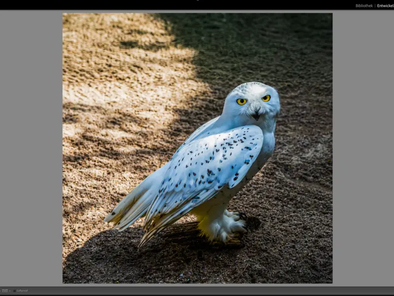 Tierfotografie Nachbearbeitung: Eine Schnee-Eule im Lightroom-Entwicklungsmodus.